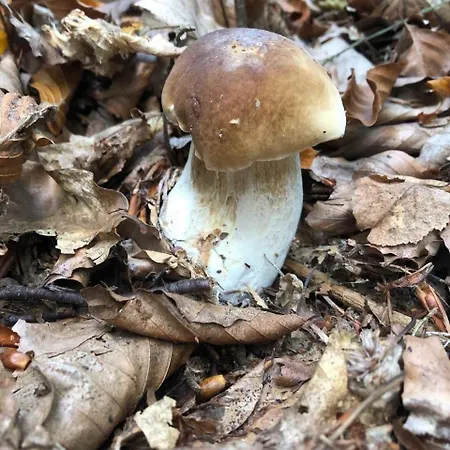 Campeggio Dwa Jeziora Gostynin